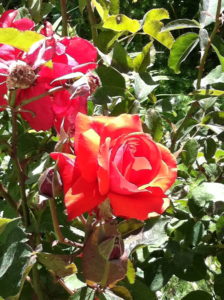 Double Delight roses in Lauraine's garden