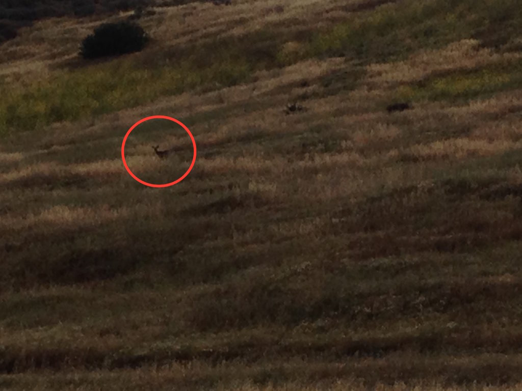 Deer on hike in Los Penasquitos