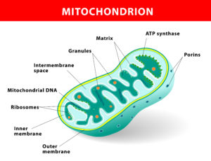 Structure mitochondrion diagram. mitochondrion organelle found in most eukaryotic cells